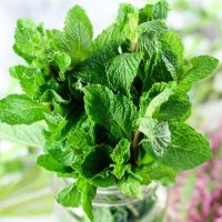 Blackberry Mint Blackberry