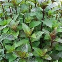 Chocolate Mint Chocolate