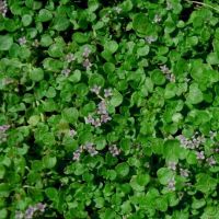 Corsican Mint Corsican