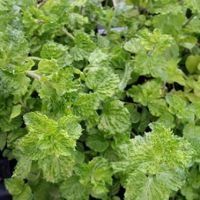 Curly Leaf Mint Curly Leaf