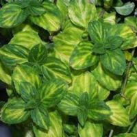 Emerald Gold Mint Emerald Gold