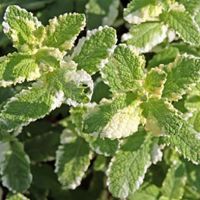 Pineapple Mint Pineapple