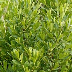Myrtle Myrtle
