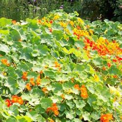 Alaska Nasturtium Alaska