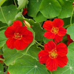 Empress Of India Nasturtium Empress Of India