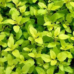 Golden Oregano Golden