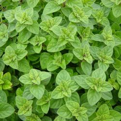 Greek Oregano Greek