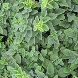 Hot & Spicy Oregano Hot & Spicy