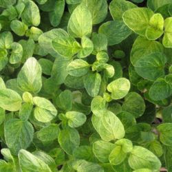 Jims Best Oregano Jims Best