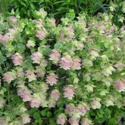 Kent Beauty Oregano Kent Beauty