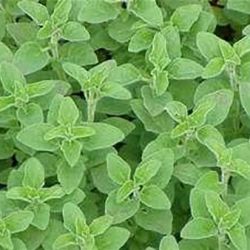 Plain Oregano Plain