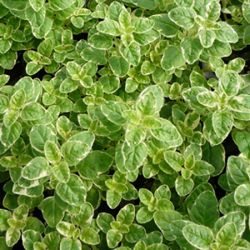 Variegated Oregano Variegated