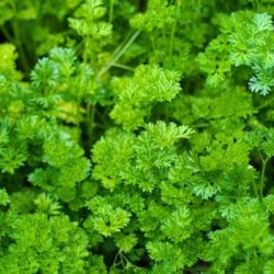 Curly Parsley Curly