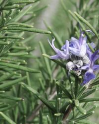 Officinalis Rosemary Officinalis