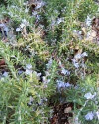 Prostrate Rosemary Prostrate