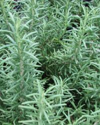 Salem Rosemary Salem