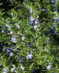 Tuscan Blue Rosemary Tuscan Blue