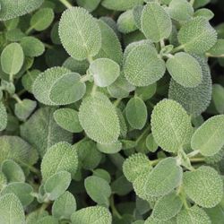 Berggarten Sage Berggarten