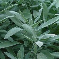 Common Sage Common
