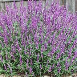 Mexican Bush Sage Mexican Bush