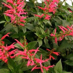 Pineapple Sage Pineapple