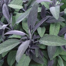 Purple Sage Purple