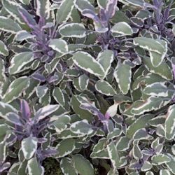 Tricolor Sage Tricolor
