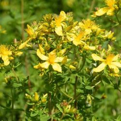 St. Johnswort St. Johnswort