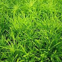 Green Santolina Green