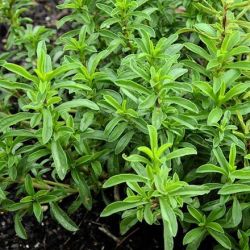 Winter Savory Winter