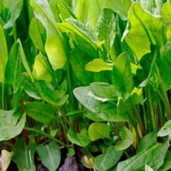 Sorrel Sorrel