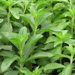 Stevia Stevia
