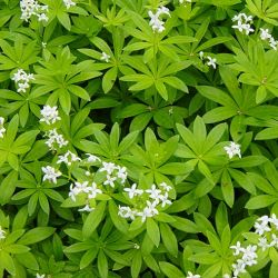 Sweet Woodruff Sweet Woodruff