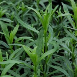 French Tarragon French