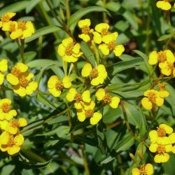 Texas Tarragon Texas