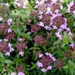 Caraway Thyme Caraway