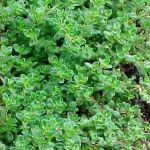 Common Thyme Common