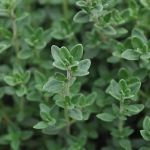 English Wedgewood Thyme English Wedgewood