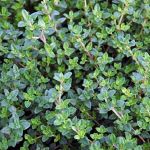 English Thyme English