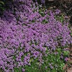 Mother Of Thyme Thyme Mother Of Thyme