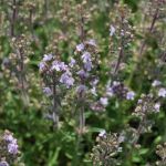 Orange Spicy Thyme Orange Spicy