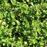 Oregano Thyme Oregano