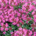 Pink Chintz Thyme Pink Chintz