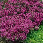 Red Creeping Thyme Red Creeping