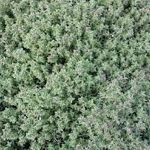 Silver Thyme Silver