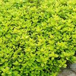 Transparent Yellow Thyme Transparent Yellow