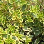 Variegated Lemon Thyme Variegated Lemon