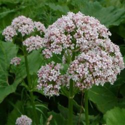 Valerian Valerian