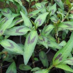 Vietnamese Coriander Vietnamese Coriander