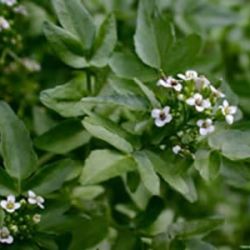 Watercress Watercress